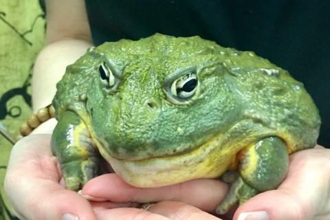 A large green frog.