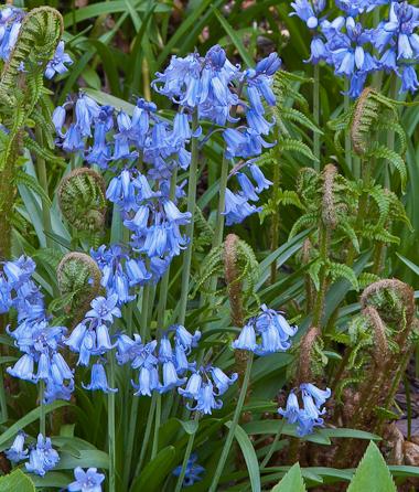 Spanish Bluebells at the New York Botanical Garden