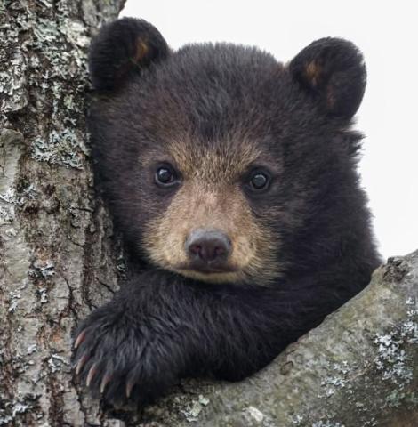 A juvenile black bear in a tree.