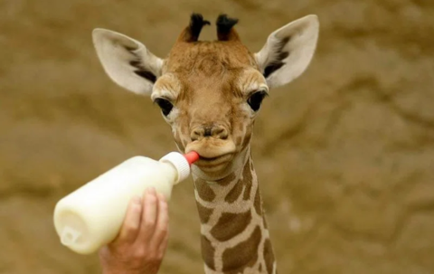 A baby giraffe drinks from a milk bottle.