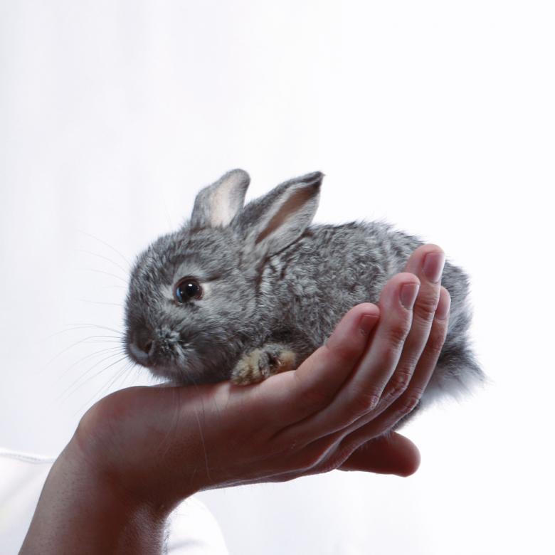 A bunny on a child's hand.